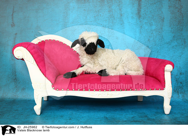 Valais Blacknose lamb / JH-25962