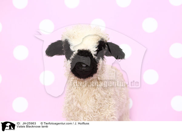 Walliser Schwarznasenschaf Lamm / Valais Blacknose lamb / JH-25963