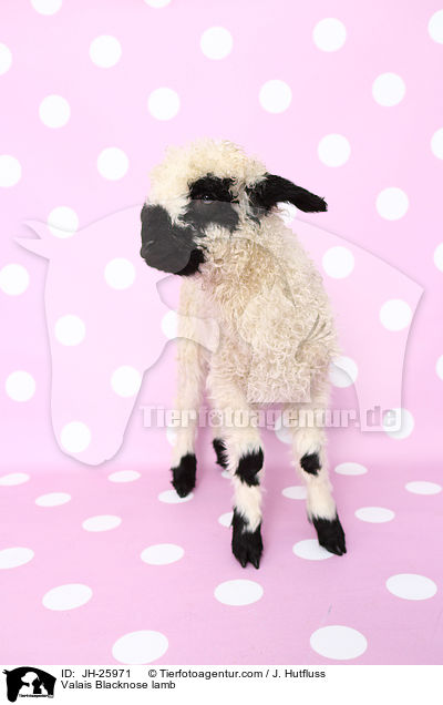 Walliser Schwarznasenschaf Lamm / Valais Blacknose lamb / JH-25971