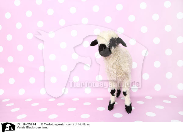 Walliser Schwarznasenschaf Lamm / Valais Blacknose lamb / JH-25974