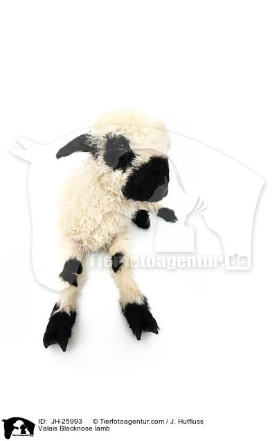 Walliser Schwarznasenschaf Lamm / Valais Blacknose lamb / JH-25993