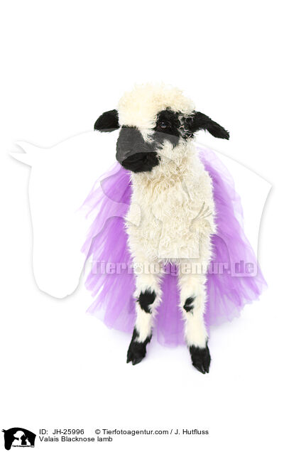 Walliser Schwarznasenschaf Lamm / Valais Blacknose lamb / JH-25996