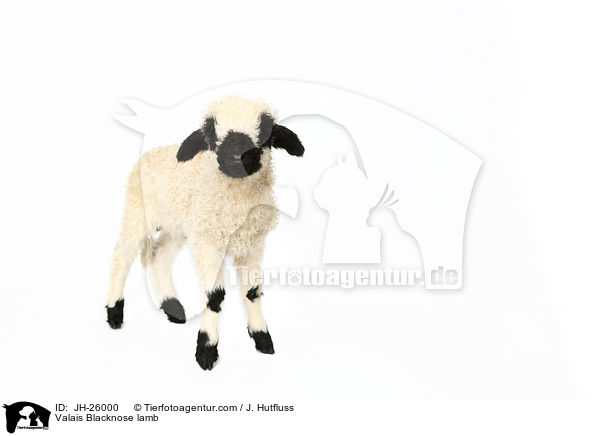 Walliser Schwarznasenschaf Lamm / Valais Blacknose lamb / JH-26000