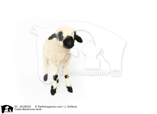 Walliser Schwarznasenschaf Lamm / Valais Blacknose lamb / JH-26002