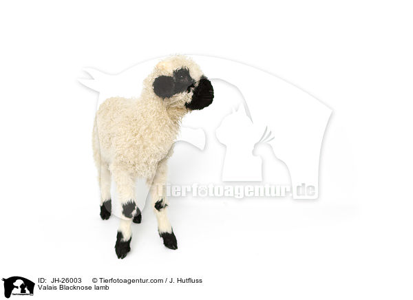 Walliser Schwarznasenschaf Lamm / Valais Blacknose lamb / JH-26003