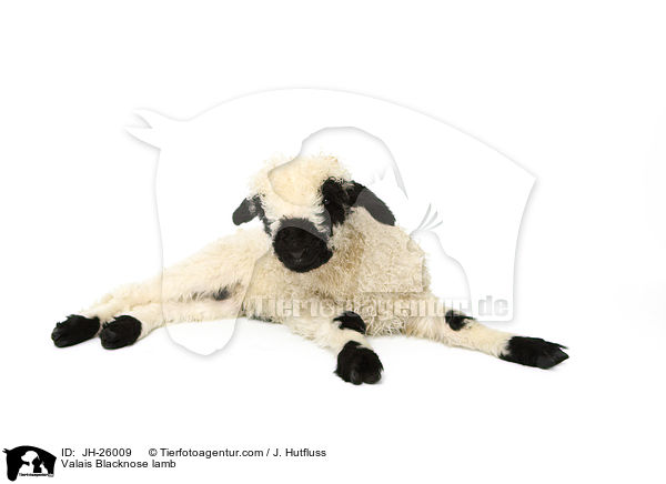 Walliser Schwarznasenschaf Lamm / Valais Blacknose lamb / JH-26009