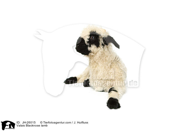 Walliser Schwarznasenschaf Lamm / Valais Blacknose lamb / JH-26015