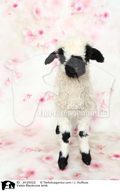 Walliser Schwarznasenschaf Lamm / Valais Blacknose lamb / JH-26022