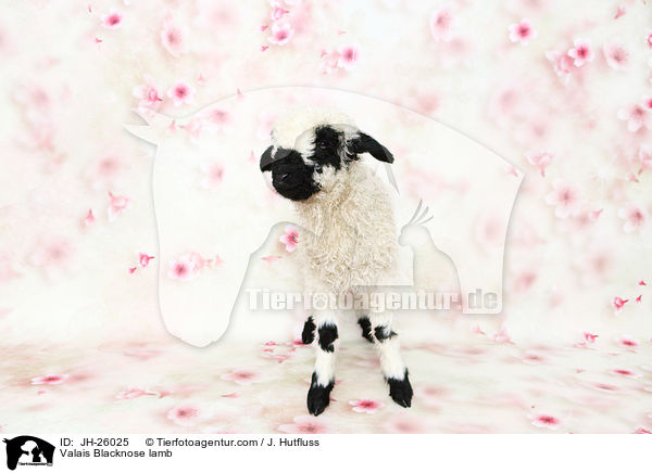 Walliser Schwarznasenschaf Lamm / Valais Blacknose lamb / JH-26025