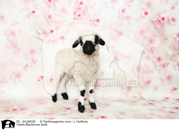 Walliser Schwarznasenschaf Lamm / Valais Blacknose lamb / JH-26026