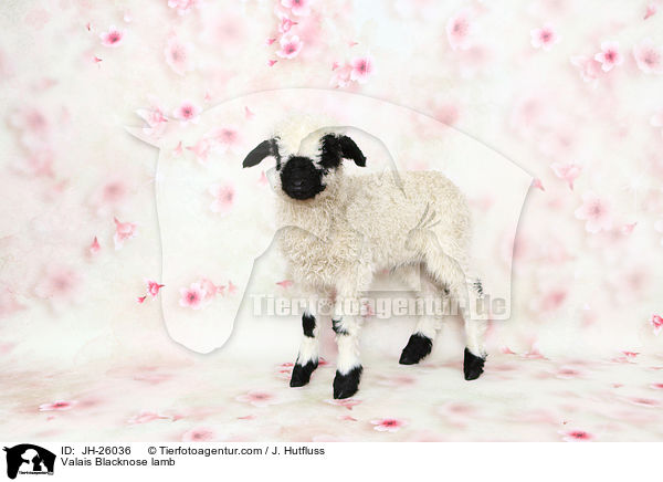 Walliser Schwarznasenschaf Lamm / Valais Blacknose lamb / JH-26036