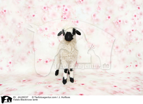 Walliser Schwarznasenschaf Lamm / Valais Blacknose lamb / JH-26037