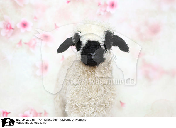 Valais Blacknose lamb / JH-26038