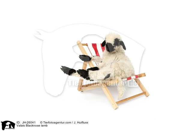 Walliser Schwarznasenschaf Lamm / Valais Blacknose lamb / JH-26041