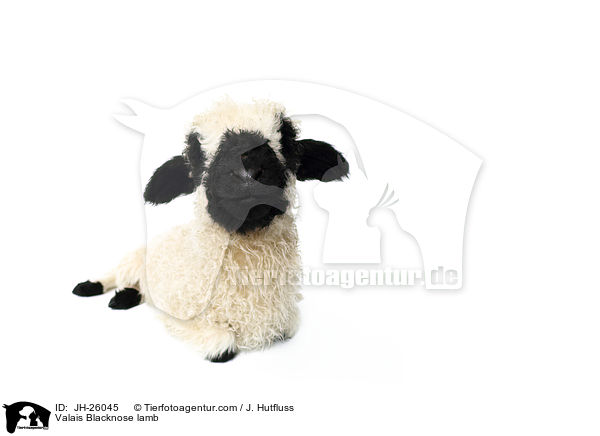 Walliser Schwarznasenschaf Lamm / Valais Blacknose lamb / JH-26045