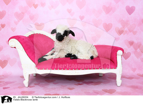 Walliser Schwarznasenschaf Lamm / Valais Blacknose lamb / JH-26054