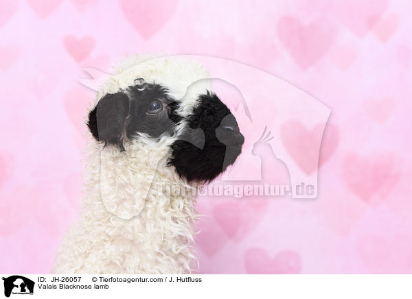 Walliser Schwarznasenschaf Lamm / Valais Blacknose lamb / JH-26057