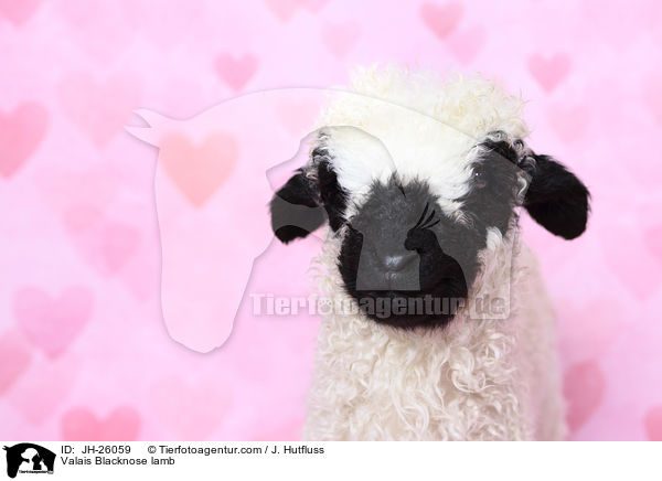 Walliser Schwarznasenschaf Lamm / Valais Blacknose lamb / JH-26059