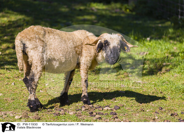 Walliser Schwarznasenschaf / Valais Blacknose / PW-11930