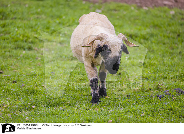 Walliser Schwarznasenschaf / Valais Blacknose / PW-11980