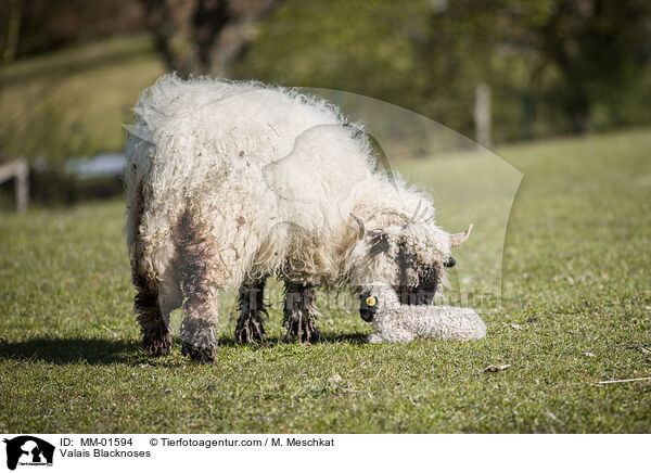 Walliser Schwarznasenschafe / Valais Blacknoses / MM-01594