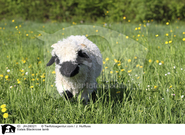 Walliser Schwarznasenschaf Lamm / Valais Blacknose lamb / JH-28021
