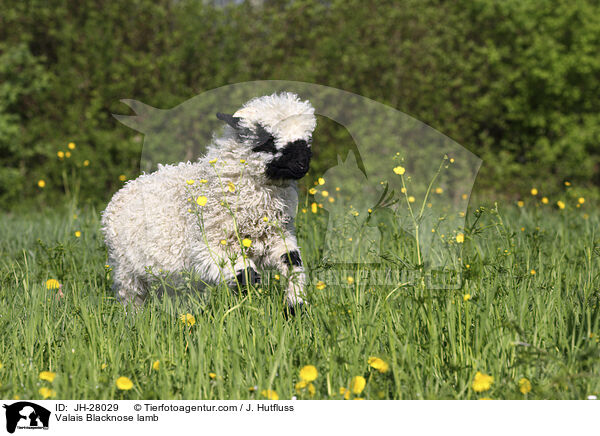 Walliser Schwarznasenschaf Lamm / Valais Blacknose lamb / JH-28029