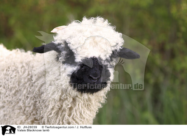 Walliser Schwarznasenschaf Lamm / Valais Blacknose lamb / JH-28039