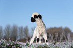 Valais Blacknose lamb