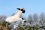 Valais Blacknose lamb