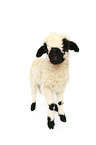 Valais Blacknose lamb