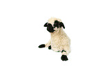 Valais Blacknose lamb