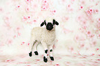 Valais Blacknose lamb