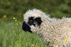 Valais Blacknose lamb