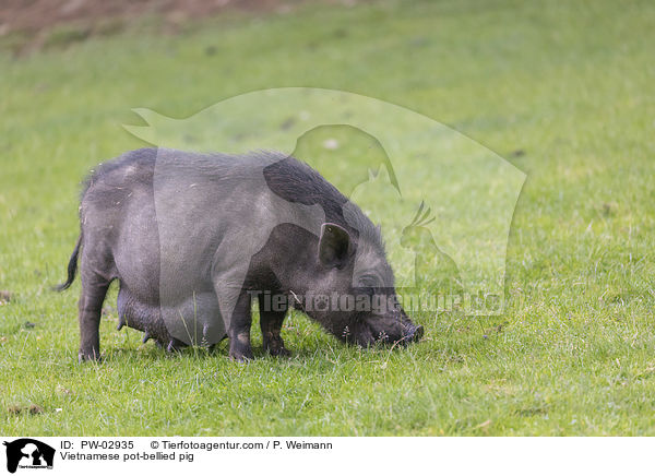 Vietnamesisches Hngebauchschwein / Vietnamese pot-bellied pig / PW-02935