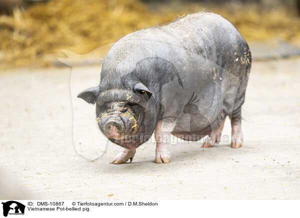 Vietnamesisches Hngebauchschwein / Vietnamese Pot-bellied pig / DMS-10867