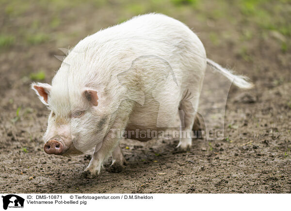 Vietnamesisches Hngebauchschwein / Vietnamese Pot-bellied pig / DMS-10871