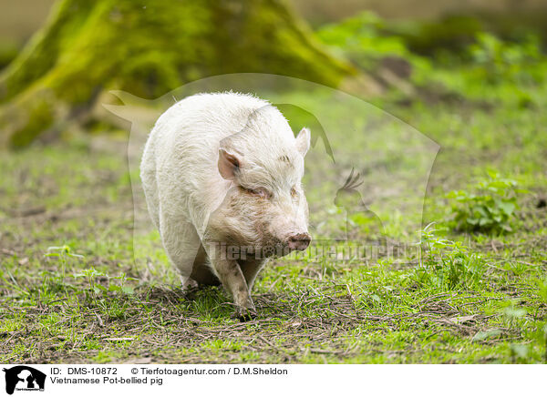 Vietnamesisches Hngebauchschwein / Vietnamese Pot-bellied pig / DMS-10872