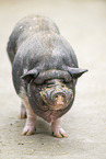 Vietnamese Pot-bellied pig