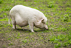 Vietnamese Pot-bellied pig