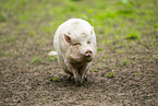 Vietnamese Pot-bellied pig