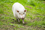 Vietnamese Pot-bellied pig