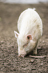 Vietnamese Pot-bellied pig