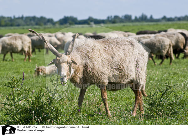 Zackelschafe / Wallachian sheeps / AT-01757