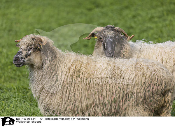 Walachenschafe / Wallachian sheeps / PW-08534