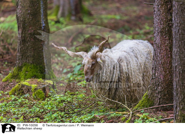 Zackelschaf / Wallachian sheep / PW-10056