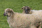 Wallachian sheeps