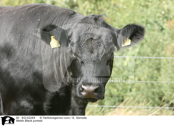 Welsh Black portrait / SG-02264