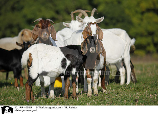 Weie Deutsche Edelziege / white german goat / RR-46515