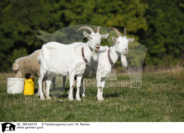 Weie Deutsche Edelziege / white german goat / RR-46516